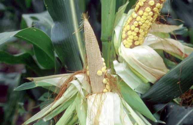 La chrysomèle du maïs (Diabrotica virgifera)